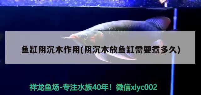 魚缸陰沉木作用(陰沉木放魚缸需要煮多久) 元寶鳳凰魚