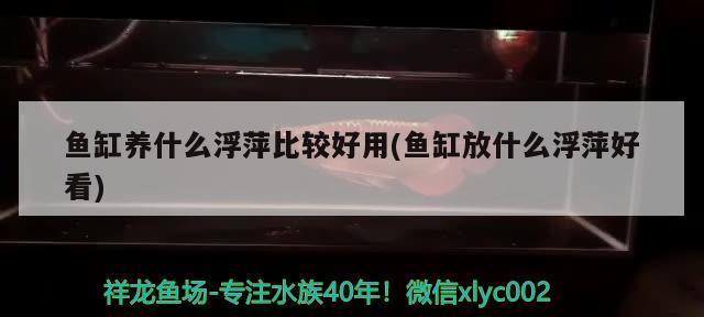 魚缸養(yǎng)什么浮萍比較好用(魚缸放什么浮萍好看)