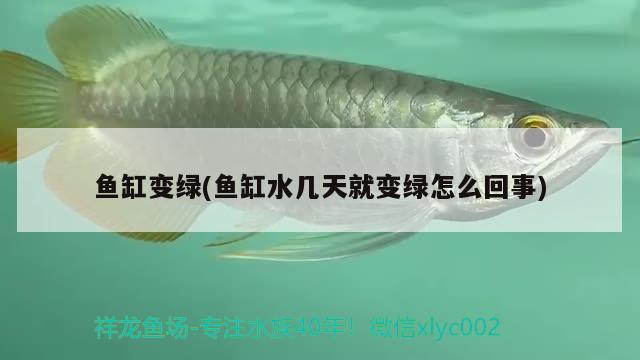 魚缸變綠(魚缸水幾天就變綠怎么回事) 泰龐海鰱魚 第2張