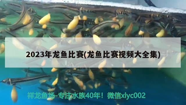 2023年龍魚比賽(龍魚比賽視頻大全集)