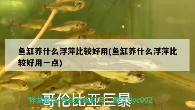 魚(yú)缸養(yǎng)什么浮萍比較好用(魚(yú)缸養(yǎng)什么浮萍比較好用一點(diǎn))