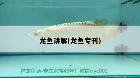 龍魚(yú)講解(龍魚(yú)?？? 2024第28屆中國(guó)國(guó)際寵物水族展覽會(huì)CIPS（長(zhǎng)城寵物展2024 CIPS）