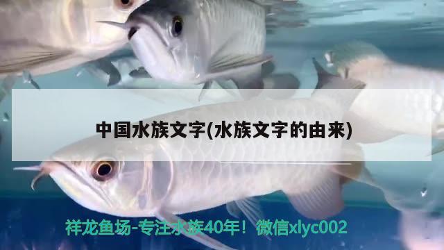 中國水族文字(水族文字的由來) 2024第28屆中國國際寵物水族展覽會CIPS（長城寵物展2024 CIPS）