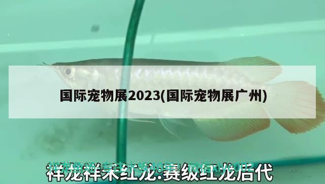 國際寵物展2023(國際寵物展廣州)