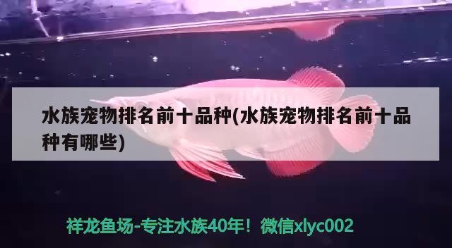 水族寵物排名前十品種(水族寵物排名前十品種有哪些) 2024第28屆中國國際寵物水族展覽會CIPS（長城寵物展2024 CIPS）