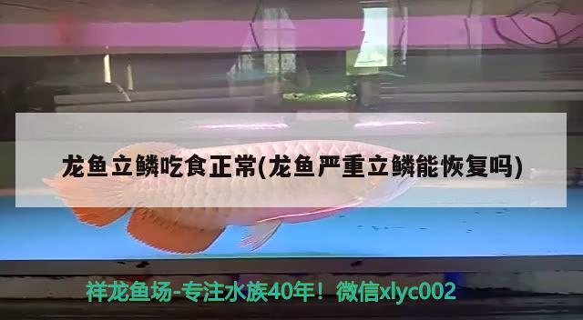 龍魚立鱗吃食正常(龍魚嚴重立鱗能恢復嗎) 2024第28屆中國國際寵物水族展覽會CIPS（長城寵物展2024 CIPS）