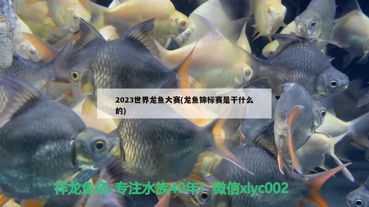 2023世界龍魚(yú)大賽(龍魚(yú)錦標(biāo)賽是干什么的) 2025第29屆中國(guó)國(guó)際寵物水族展覽會(huì)CIPS（長(zhǎng)城寵物展2025 CIPS）