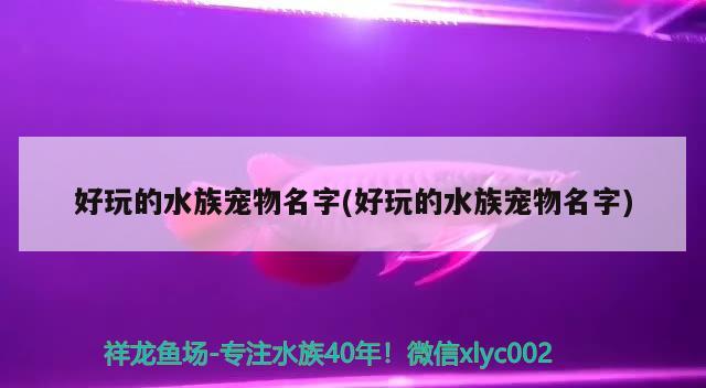 好玩的水族寵物名字(好玩的水族寵物名字) 2024第28屆中國國際寵物水族展覽會CIPS（長城寵物展2024 CIPS）