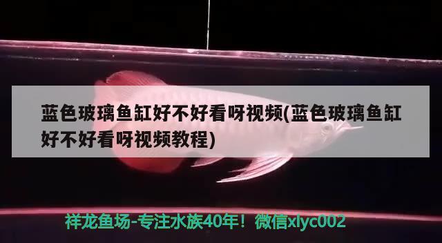 藍色玻璃魚缸好不好看呀視頻(藍色玻璃魚缸好不好看呀視頻教程)