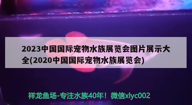 2023中國國際寵物水族展覽會圖片展示大全(2020中國國際寵物水族展覽會) 水族展會