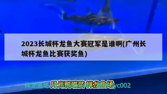 2023長城杯龍魚大賽冠軍是誰啊(廣州長城杯龍魚比賽獲獎魚)