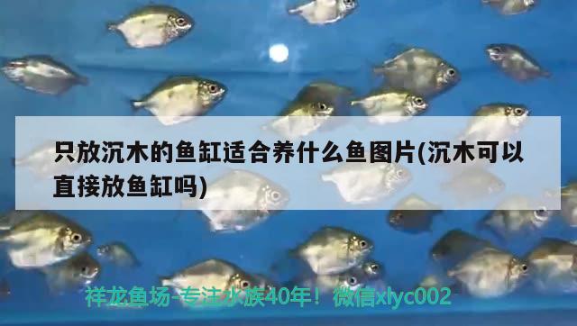 只放沉木的魚缸適合養(yǎng)什么魚圖片(沉木可以直接放魚缸嗎) 丹頂錦鯉魚