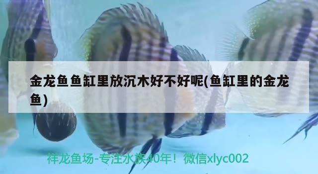 金龍魚魚缸里放沉木好不好呢(魚缸里的金龍魚) 水溫計(jì)