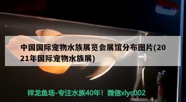 中國國際寵物水族展覽會展館分布圖片(2021年國際寵物水族展) 水族展會