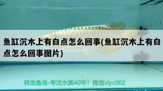 魚缸沉木上有白點怎么回事(魚缸沉木上有白點怎么回事圖片)