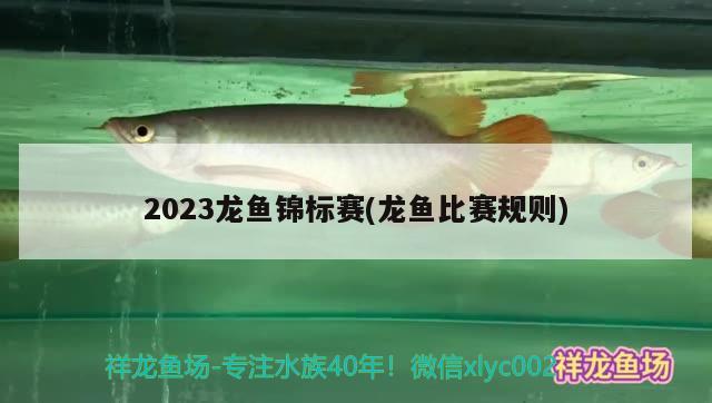 2023龍魚(yú)錦標(biāo)賽(龍魚(yú)比賽規(guī)則)