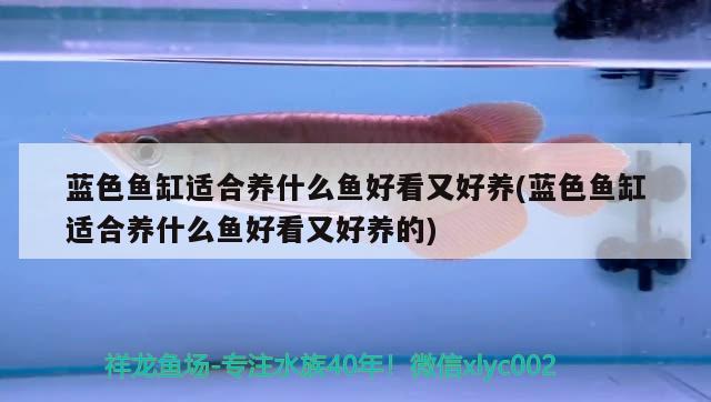 藍(lán)色魚缸適合養(yǎng)什么魚好看又好養(yǎng)(藍(lán)色魚缸適合養(yǎng)什么魚好看又好養(yǎng)的)