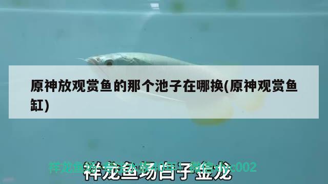 原神放觀賞魚的那個池子在哪換(原神觀賞魚缸)