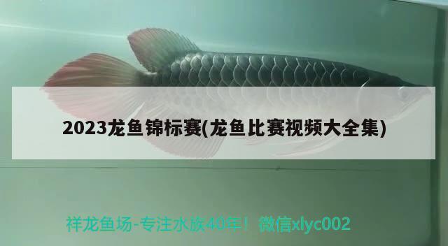 2023龍魚錦標賽(龍魚比賽視頻大全集) 2024第28屆中國國際寵物水族展覽會CIPS（長城寵物展2024 CIPS） 第1張