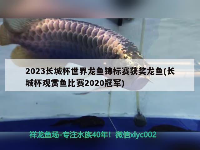 2023長城杯世界龍魚錦標賽獲獎龍魚(長城杯觀賞魚比賽2020冠軍)