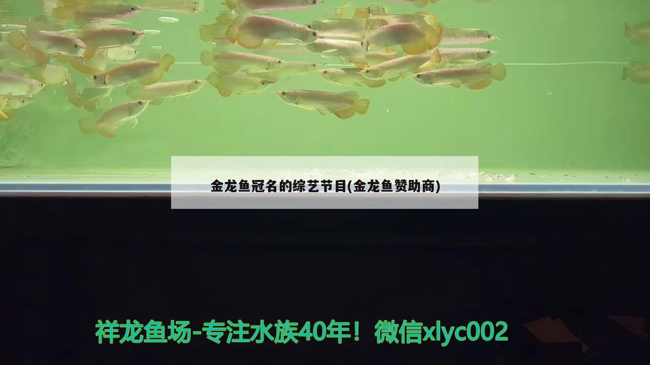 金龍魚冠名的綜藝節(jié)目(金龍魚贊助商) 2024第28屆中國國際寵物水族展覽會CIPS（長城寵物展2024 CIPS）