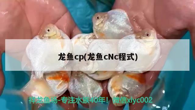 龍魚(yú)cp(龍魚(yú)cNc程式) 2024第28屆中國(guó)國(guó)際寵物水族展覽會(huì)CIPS（長(zhǎng)城寵物展2024 CIPS）