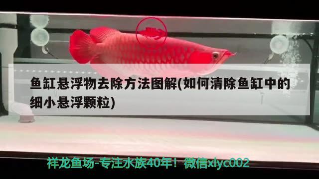 魚缸懸浮物去除方法圖解(如何清除魚缸中的細小懸浮顆粒) 祥龍傳奇品牌魚缸