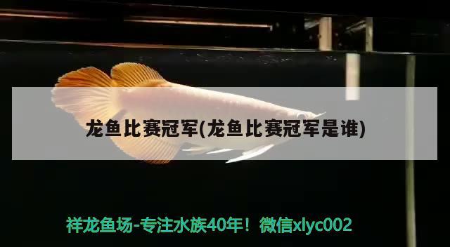 龍魚比賽冠軍(龍魚比賽冠軍是誰) 2024第28屆中國國際寵物水族展覽會CIPS（長城寵物展2024 CIPS）