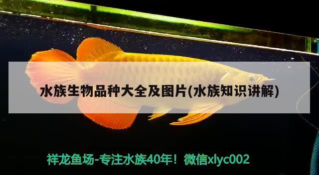 水族生物品種大全及圖片(水族知識講解) 2024第28屆中國國際寵物水族展覽會CIPS（長城寵物展2024 CIPS）