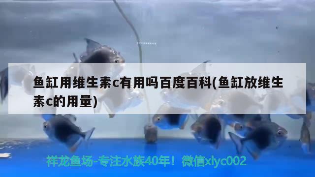 魚缸用維生素c有用嗎百度百科(魚缸放維生素c的用量) 觀賞魚水族批發(fā)市場 第1張