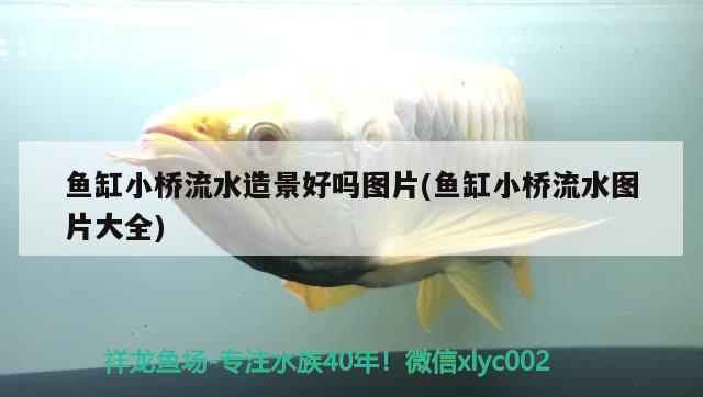 魚缸小橋流水造景好嗎圖片(魚缸小橋流水圖片大全) 夢幻雷龍魚