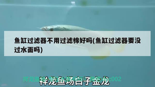 魚缸過濾器不用過濾棉好嗎(魚缸過濾器要沒過水面嗎) 印尼四紋虎