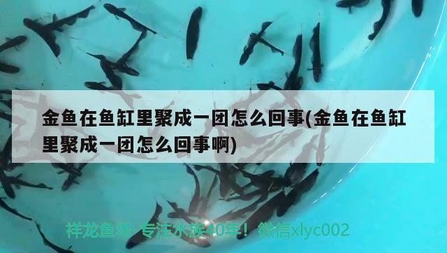 金魚在魚缸里聚成一團怎么回事(金魚在魚缸里聚成一團怎么回事啊)