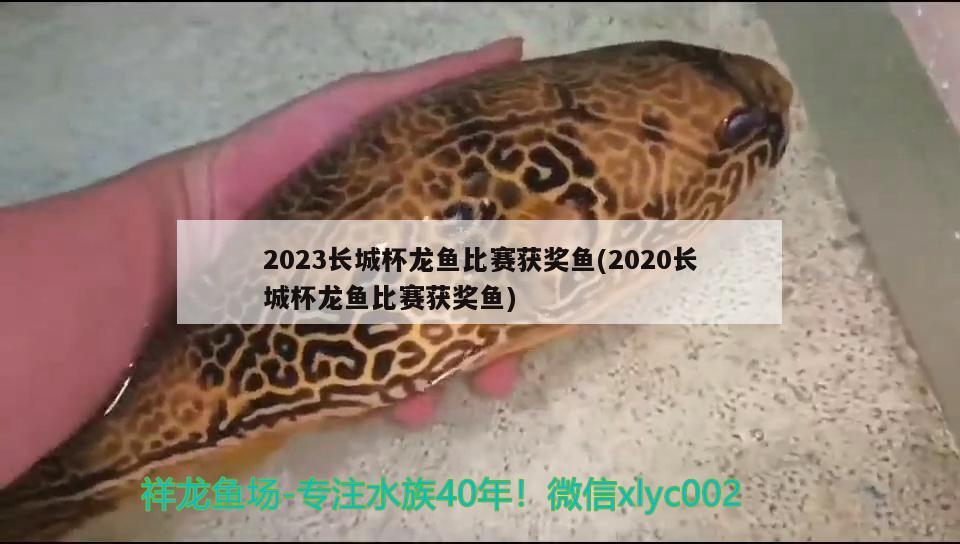 2023長城杯龍魚比賽獲獎魚(2020長城杯龍魚比賽獲獎魚)