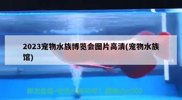 2023寵物水族博覽會圖片高清(寵物水族館)