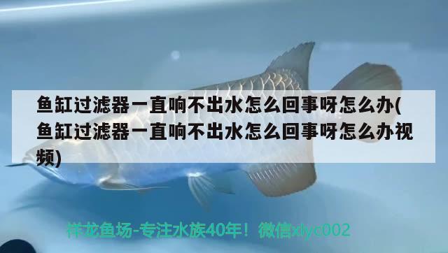 魚缸過濾器一直響不出水怎么回事呀怎么辦(魚缸過濾器一直響不出水怎么回事呀怎么辦視頻) 黃金鴨嘴魚