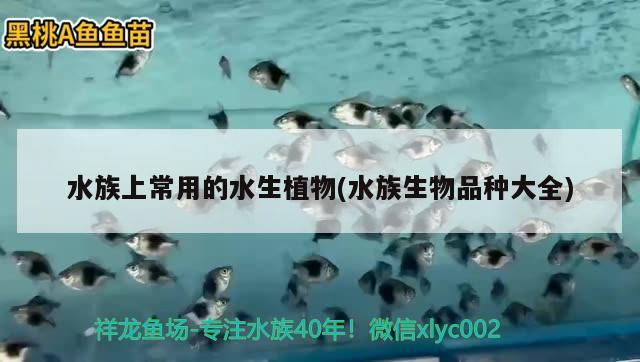 水族上常用的水生植物(水族生物品種大全) 2024第28屆中國國際寵物水族展覽會CIPS（長城寵物展2024 CIPS）