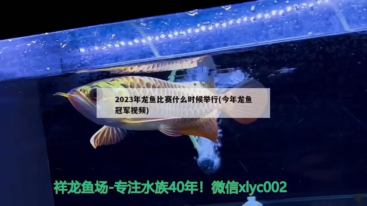 2023年龍魚(yú)比賽什么時(shí)候舉行(今年龍魚(yú)冠軍視頻)