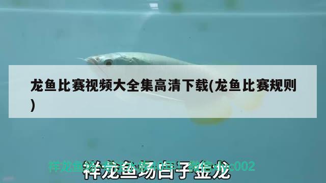 龍魚比賽視頻大全集高清下載(龍魚比賽規(guī)則) 2024第28屆中國國際寵物水族展覽會CIPS（長城寵物展2024 CIPS）