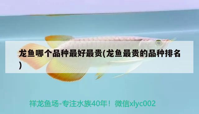 龍魚哪個(gè)品種最好最貴(龍魚最貴的品種排名)