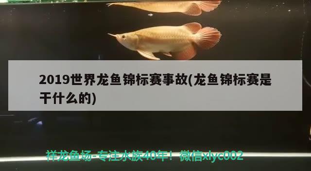 2019世界龍魚(yú)錦標(biāo)賽事故(龍魚(yú)錦標(biāo)賽是干什么的) 2025第29屆中國(guó)國(guó)際寵物水族展覽會(huì)CIPS（長(zhǎng)城寵物展2025 CIPS）