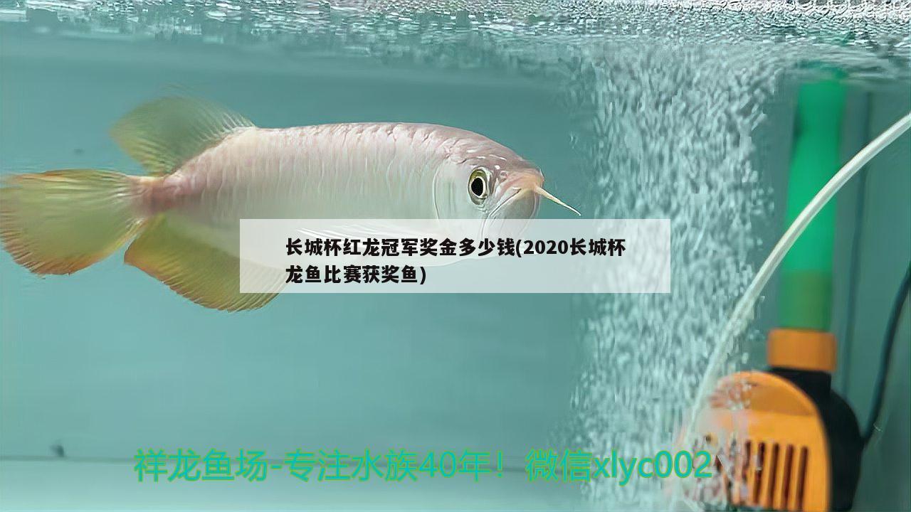 長城杯紅龍冠軍獎金多少錢(2020長城杯龍魚比賽獲獎魚) 2024第28屆中國國際寵物水族展覽會CIPS（長城寵物展2024 CIPS）