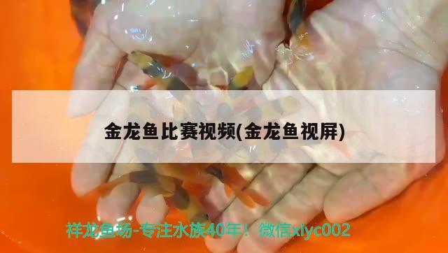 金龍魚(yú)比賽視頻(金龍魚(yú)視屏) 2024第28屆中國(guó)國(guó)際寵物水族展覽會(huì)CIPS（長(zhǎng)城寵物展2024 CIPS）