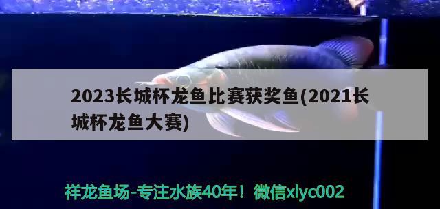 2023長城杯龍魚比賽獲獎魚(2021長城杯龍魚大賽)