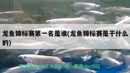 龍魚錦標(biāo)賽第一名是誰(shuí)(龍魚錦標(biāo)賽是干什么的)