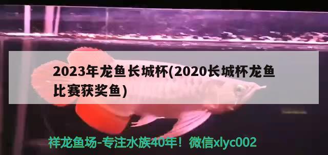 2023年龍魚長城杯(2020長城杯龍魚比賽獲獎魚) 2024第28屆中國國際寵物水族展覽會CIPS（長城寵物展2024 CIPS） 第3張