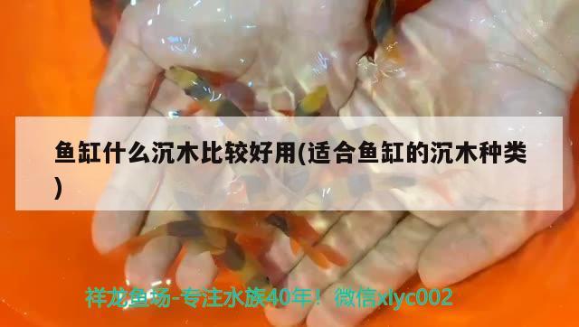 魚缸什么沉木比較好用(適合魚缸的沉木種類) 招財戰(zhàn)船魚