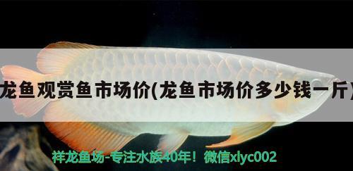 龍魚觀賞魚市場(chǎng)價(jià)(龍魚市場(chǎng)價(jià)多少錢一斤) 觀賞魚市場(chǎng)（混養(yǎng)魚）