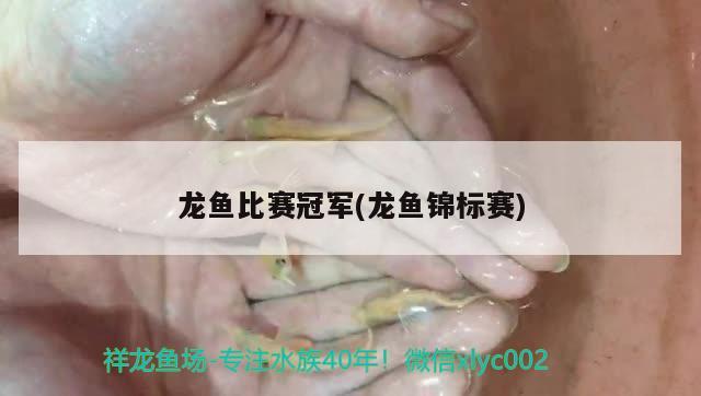 龍魚比賽冠軍(龍魚錦標賽)