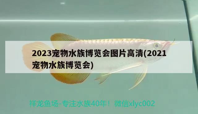 2023寵物水族博覽會圖片高清(2021寵物水族博覽會)